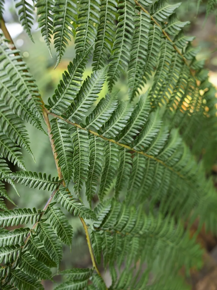 Overlapping green fern fronds spreading from a single stem in a redwood forest