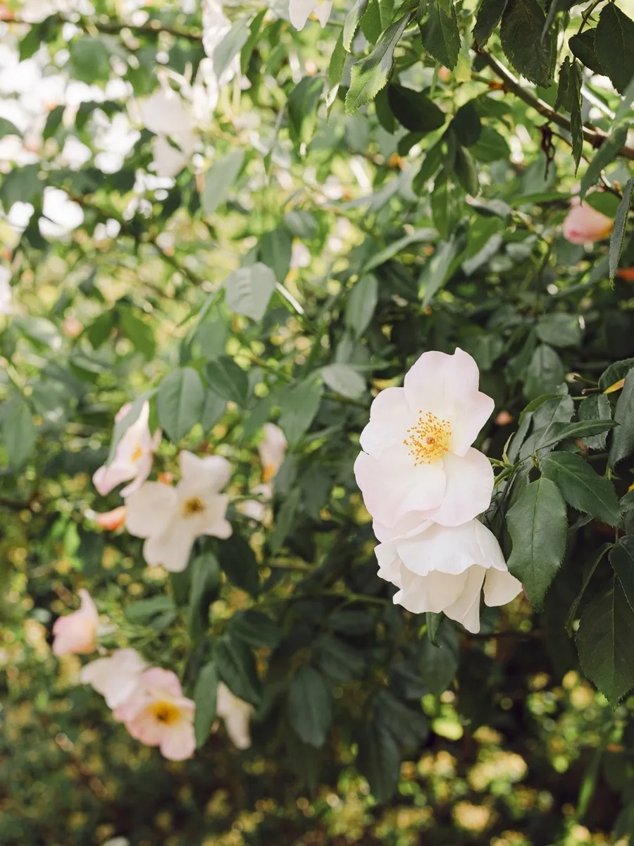 Open white roses on the branch, backlit by soft afternoon light
