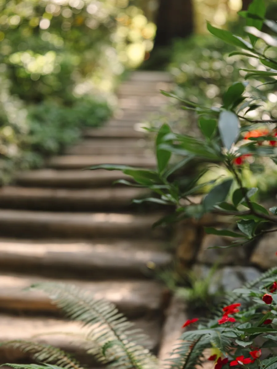 A worn wooden stairway climbing through ferns and redwoods in dappled light