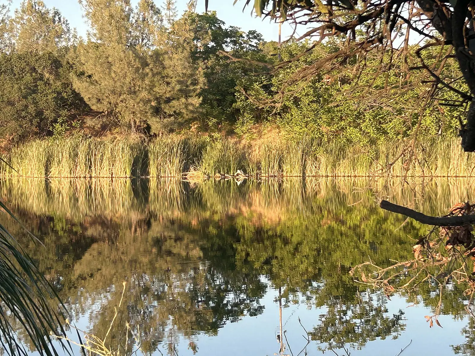 Still water at dawn reflecting reeds and trees along the far bank